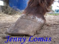 September 118 cushings