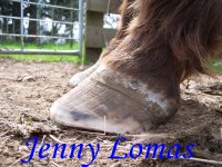 September 133cushings