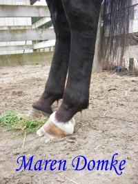 Shadow left hind b4 1st trim March'09