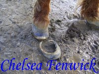 snowball after 3rd trim with excess hoof from first trim